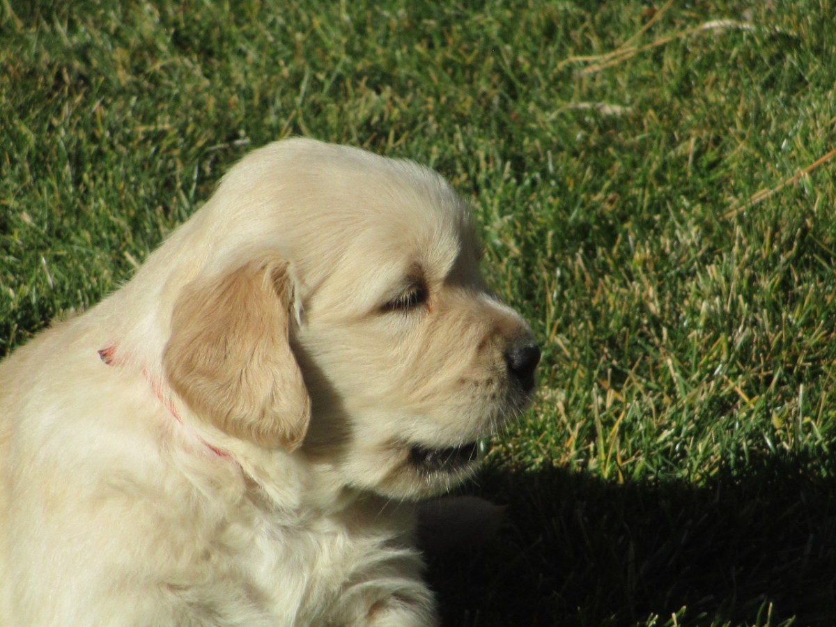 The Puppies Are&nbsp;Growing!