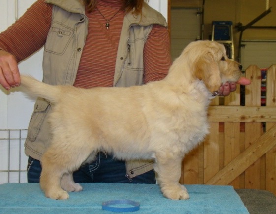 7 Week Puppy&nbsp;Evaluations