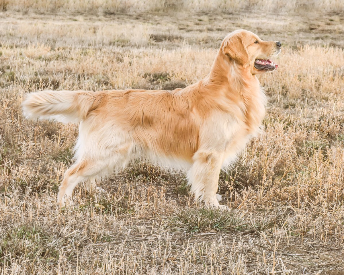 Rooster: The Golden&nbsp;Retriever