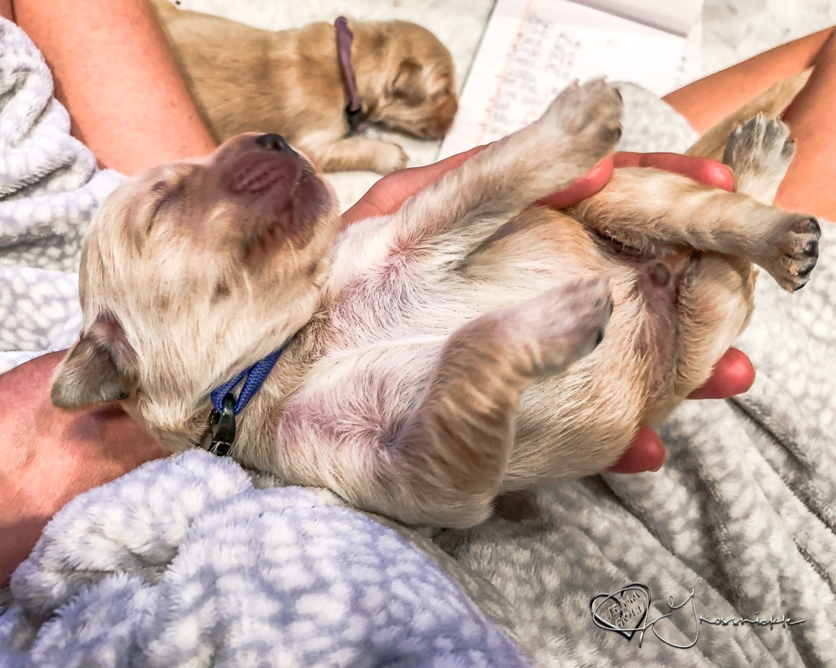 Puppy Weights (1 Week&nbsp;Old)