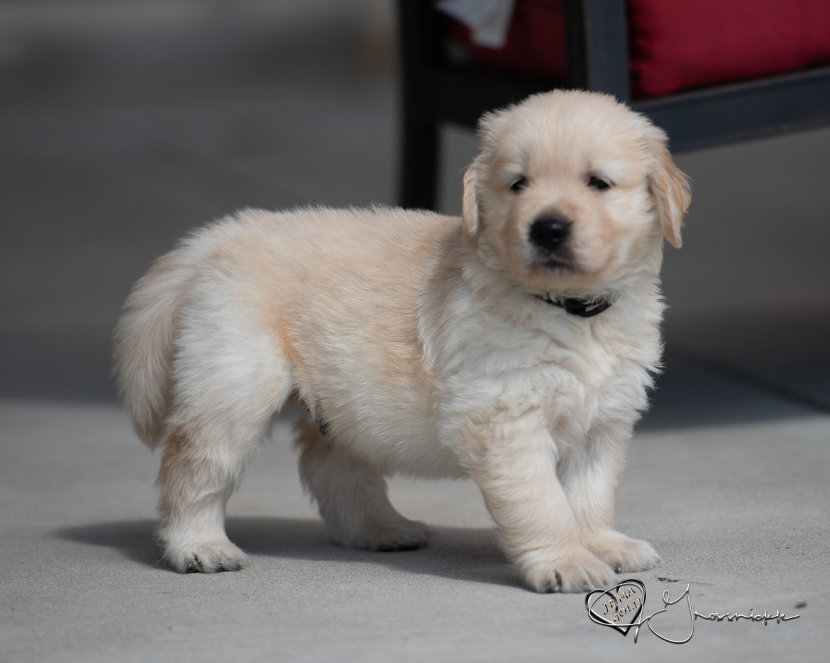 “Go Play With&nbsp;Puppies”