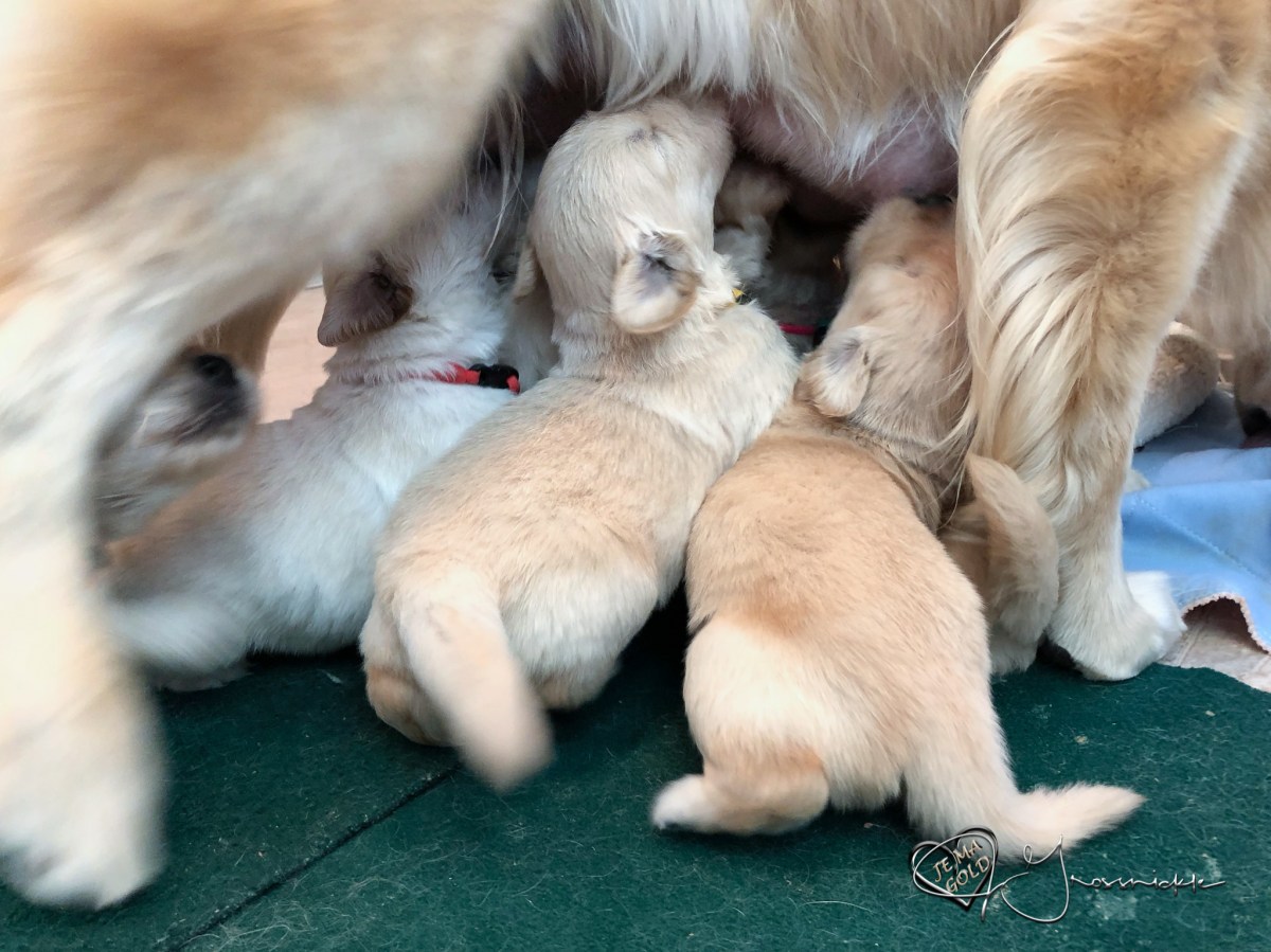 Puppies First Meal