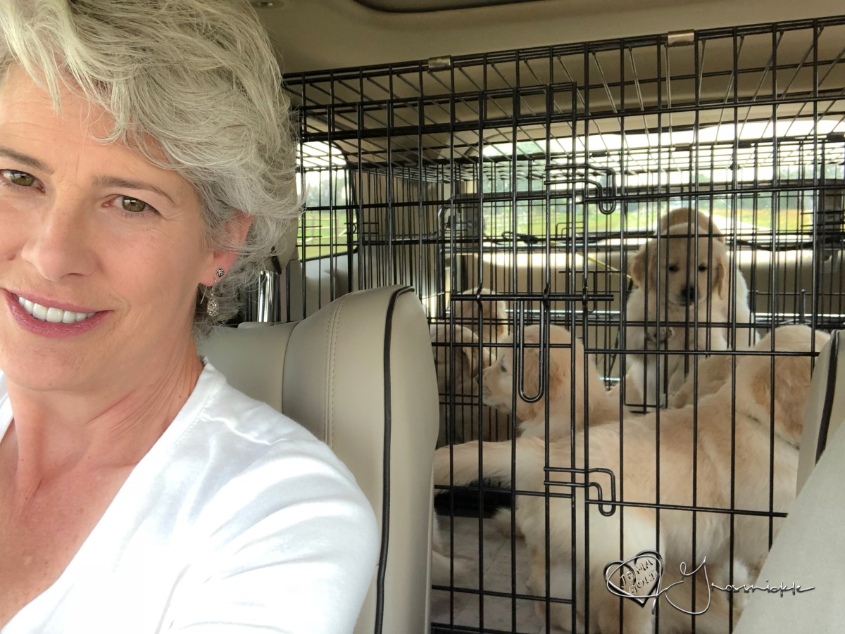 Puppies First Car Ride and Vet&nbsp;Visit