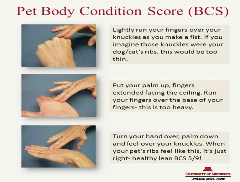 VNT1503-Ackerman-Fig2