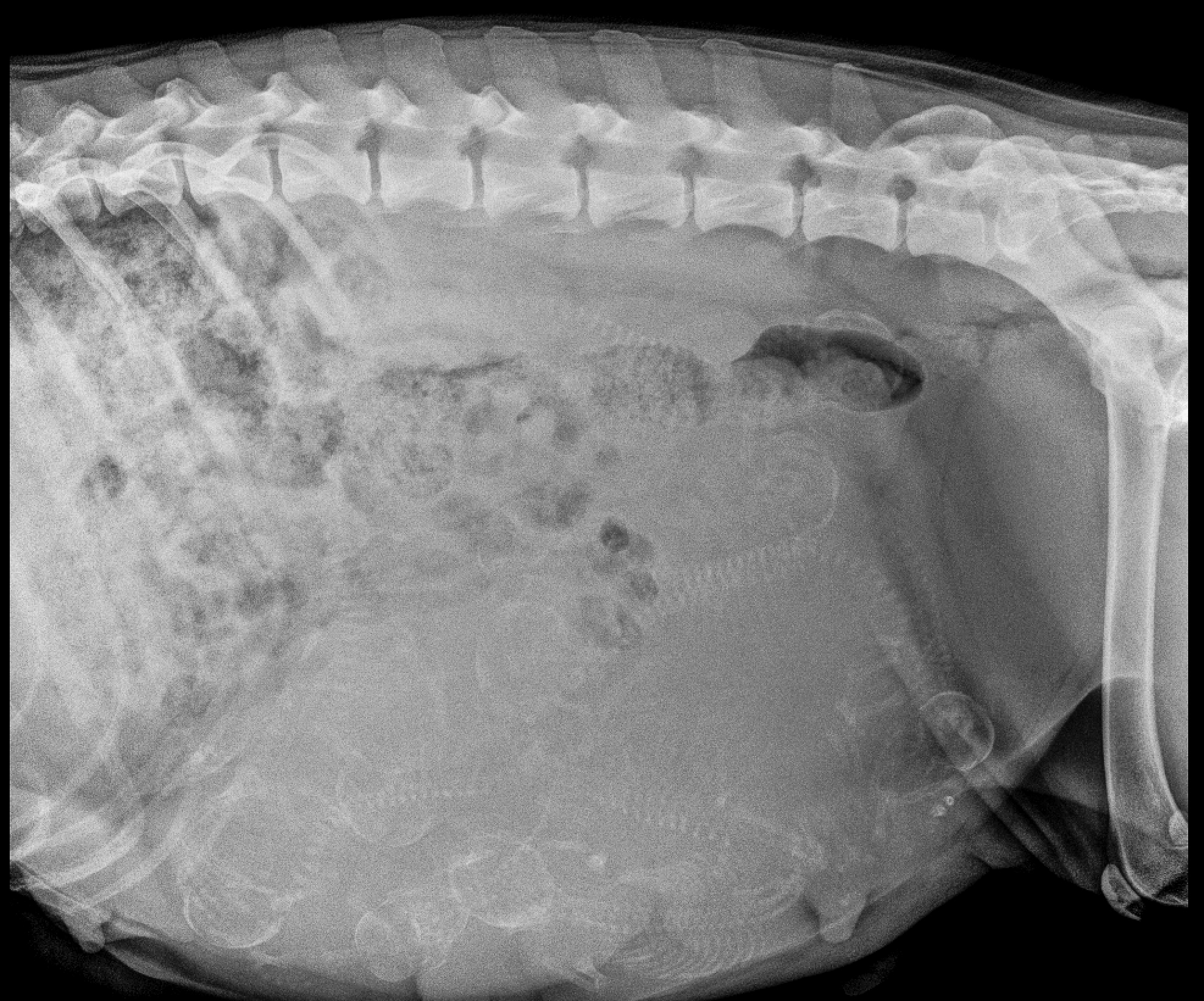 Screen Shot 2019-06-27 at 6.07.47 PM.jpg