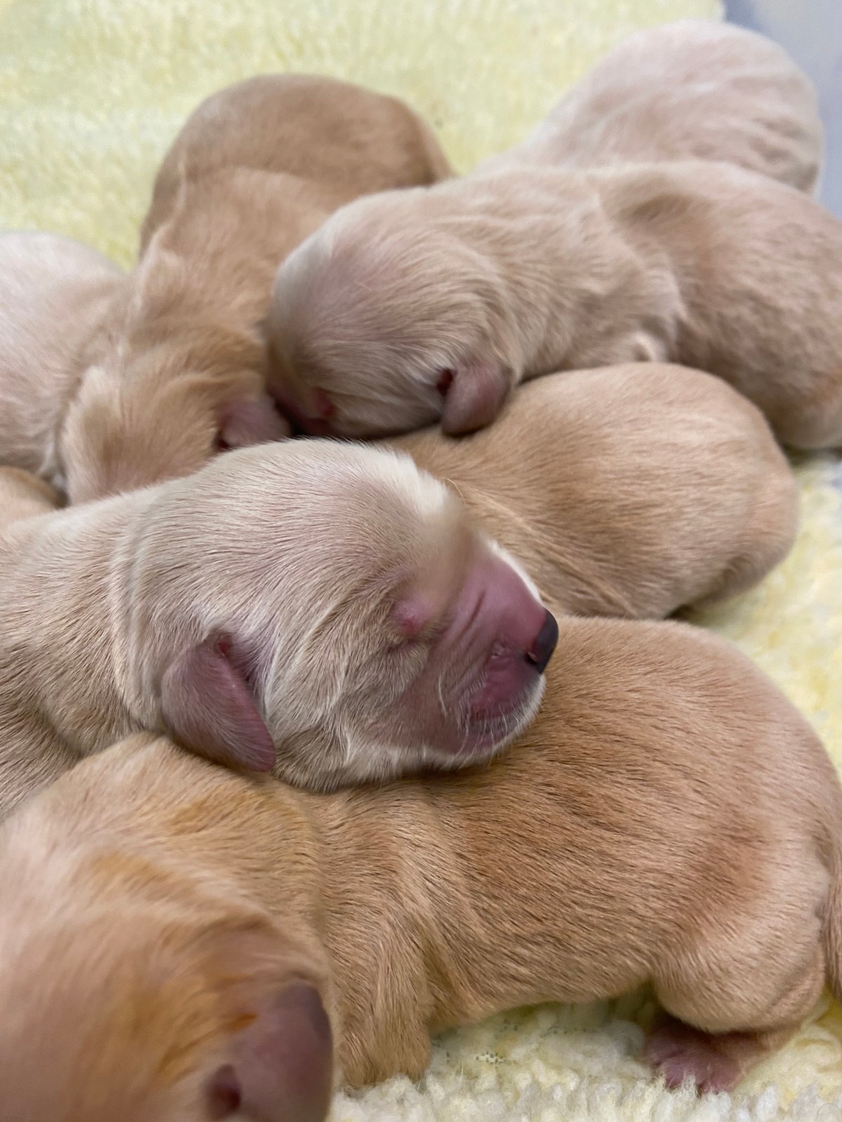 Deja’s Puppies Have&nbsp;Arrived!