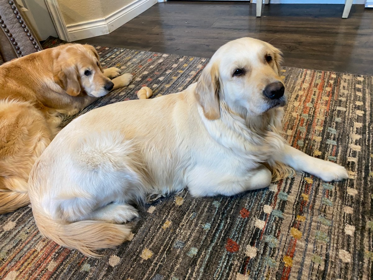 Yes, We Are Having&nbsp;Puppies!