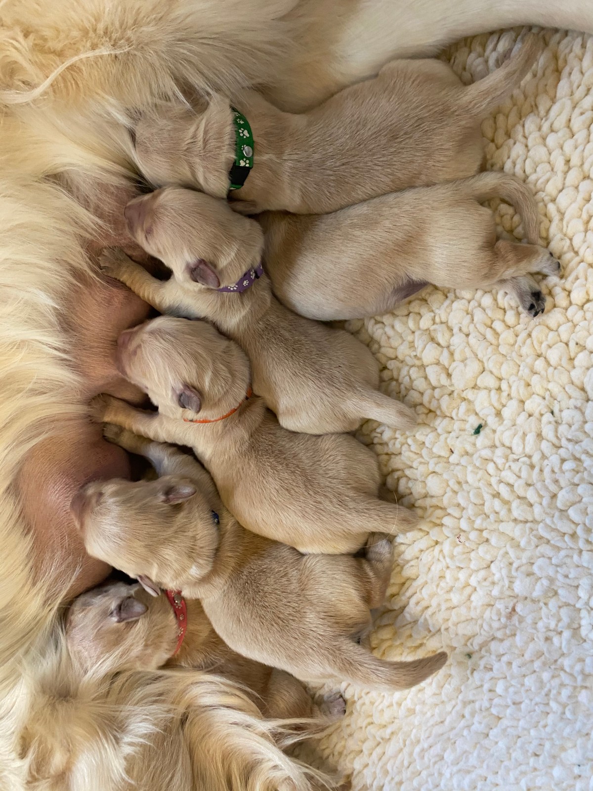 Counting Puppies